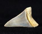 Carcharodon hastalis (AGASSIZ 1838) - Bild © FossNet FossilienStore